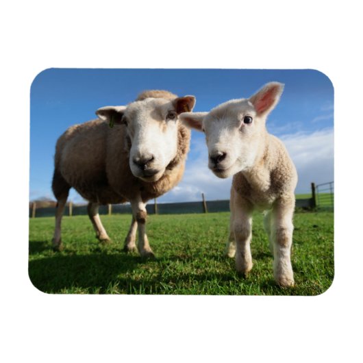 最も可愛い赤ん坊の動物 |ラム生まれたばかりのとママ マグネット (横)