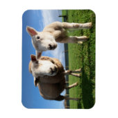 最も可愛い赤ん坊の動物 |ラム生まれたばかりのとママ マグネット (縦)