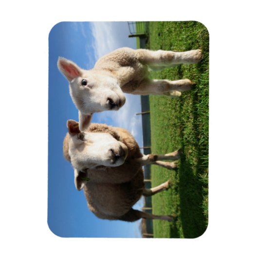 最も可愛い赤ん坊の動物 |ラム生まれたばかりのとママ マグネット (縦)
