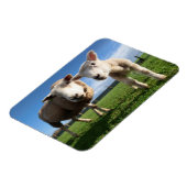 最も可愛い赤ん坊の動物 |ラム生まれたばかりのとママ マグネット (左側)