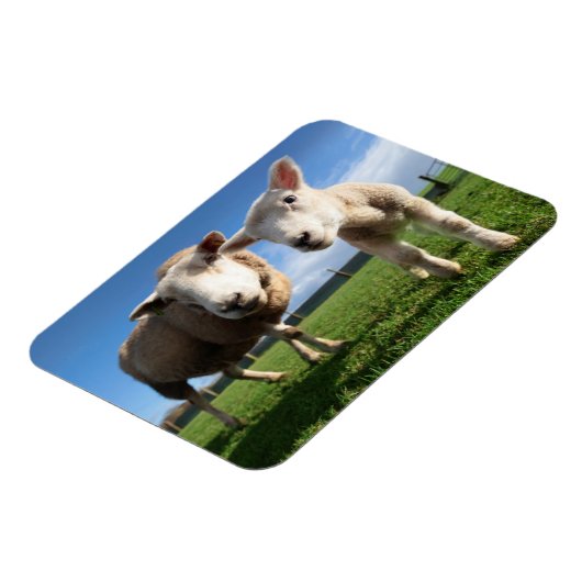 最も可愛い赤ん坊の動物 |ラム生まれたばかりのとママ マグネット (左側)