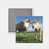 最も可愛い赤ん坊の動物 |ラム生まれたばかりのとママ マグネット (正面/裏面)