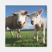 最も可愛い赤ん坊の動物 |ラム生まれたばかりのとママ マグネット (正面)