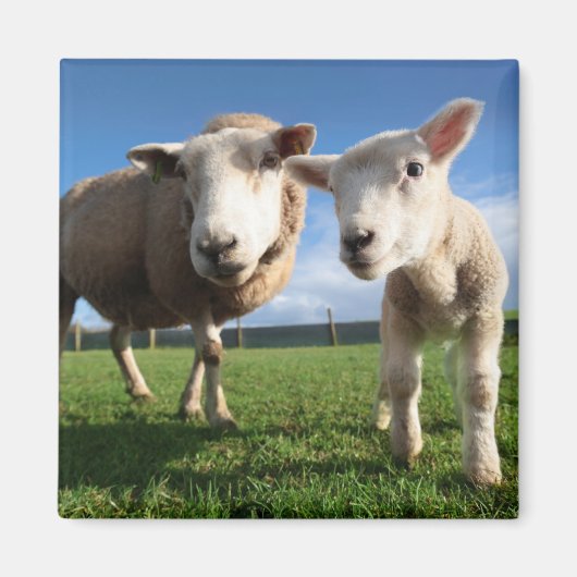 最も可愛い赤ん坊の動物 |ラム生まれたばかりのとママ マグネット (正面)