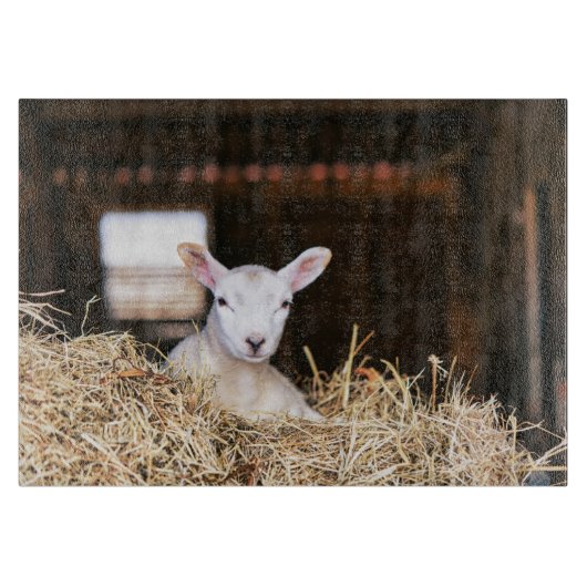 最も可愛い赤ん坊の動物 |ラム生まれたばかりの肉 カッティングボード (正面)