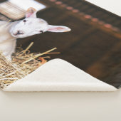 最も可愛い赤ん坊の動物 |ラム生まれたばかりの肉 シェルパブランケット (3/4)