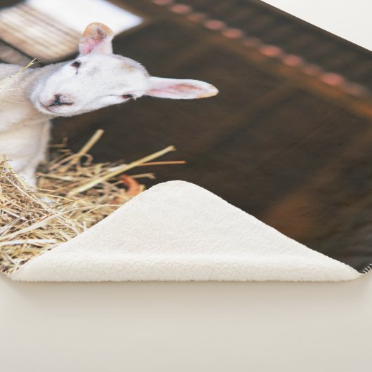 最も可愛い赤ん坊の動物 |ラム生まれたばかりの肉 シェルパブランケット (3/4)