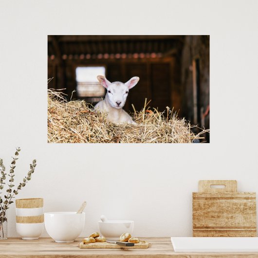 最も可愛い赤ん坊の動物 |ラム生まれたばかりの肉 ポスター (キッチン)