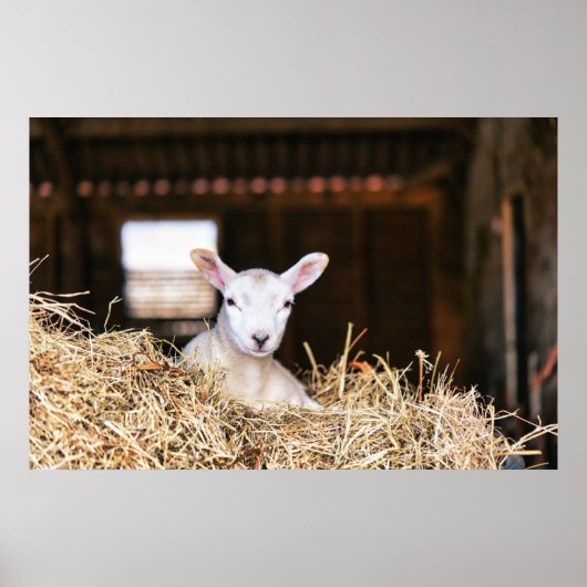 最も可愛い赤ん坊の動物 |ラム生まれたばかりの肉 ポスター (正面)