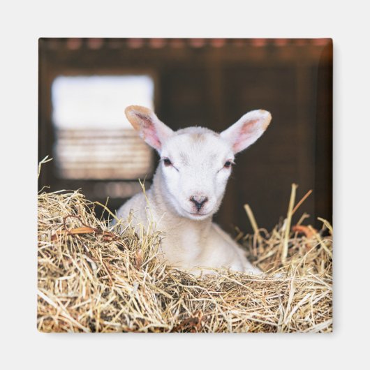 最も可愛い赤ん坊の動物 |ラム生まれたばかりの肉 マグネット (正面)