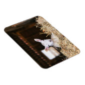 最も可愛い赤ん坊の動物 |ラム生まれたばかりの肉 マグネット (右側)