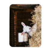 最も可愛い赤ん坊の動物 |ラム生まれたばかりの肉 マグネット (縦)