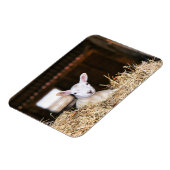 最も可愛い赤ん坊の動物 |ラム生まれたばかりの肉 マグネット (左側)