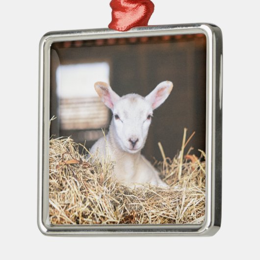最も可愛い赤ん坊の動物 |ラム生まれたばかりの肉 メタルオーナメント (左)