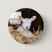 最も可愛い赤ん坊の動物 |ラム生まれたばかりの肉 缶バッジ (正面)