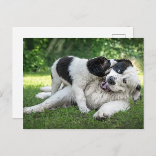 最も可愛い赤ん坊の動物 |ランドセル・パピー ポストカード (正面/裏面)