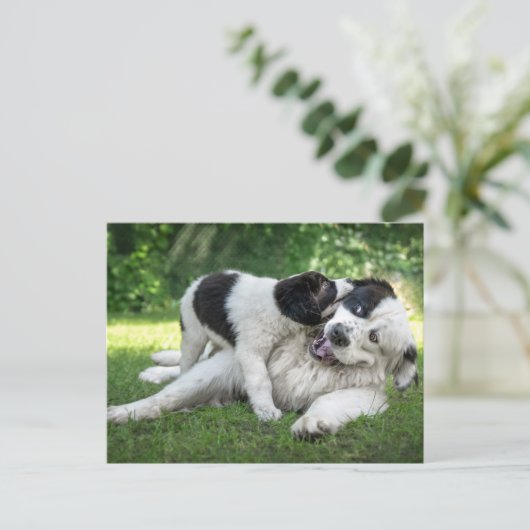 最も可愛い赤ん坊の動物 |ランドセル・パピー ポストカード (スタンド正面)