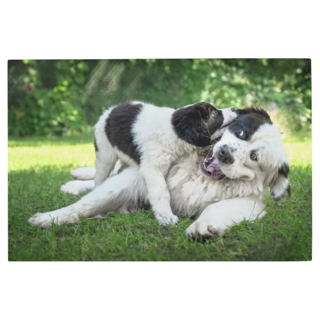 最も可愛い赤ん坊の動物 |ランドセル・パピー メタルプリント (正面)