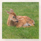 最も可愛い赤ん坊の動物 |リトルファウン ガラスコースター (正面)