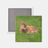 最も可愛い赤ん坊の動物 |リトルファウン マグネット (正面/裏面)