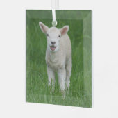 最も可愛い赤ん坊の動物 |リル・ラム ガラスオーナメント (正面左)