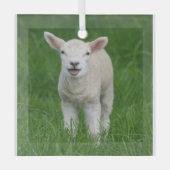 最も可愛い赤ん坊の動物 |リル・ラム ガラスオーナメント (正面)