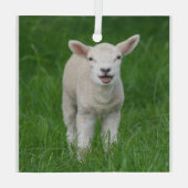 最も可愛い赤ん坊の動物 |リル・ラム ガラスオーナメント (裏面)