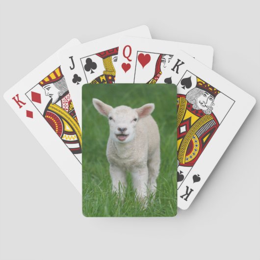 最も可愛い赤ん坊の動物 |リル・ラム トランプ (裏面)