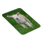 最も可愛い赤ん坊の動物 |リル・ラム マグネット (右側)