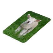 最も可愛い赤ん坊の動物 |リル・ラム マグネット (左側)