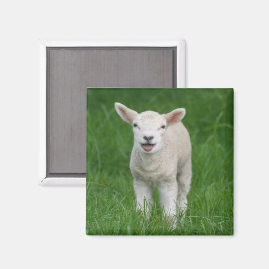 最も可愛い赤ん坊の動物 |リル・ラム マグネット (正面/裏面)