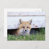 最も可愛い赤ん坊の動物 |レッドキツネキットのピーク ポストカード (正面/裏面)