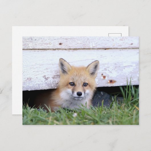 最も可愛い赤ん坊の動物 |レッドキツネキットのピーク ポストカード (正面/裏面)