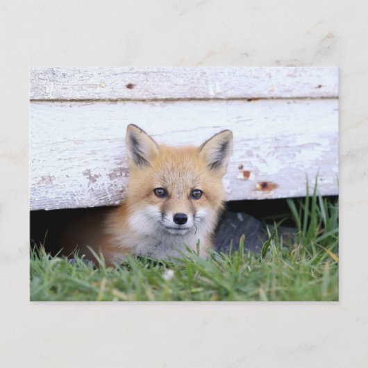 最も可愛い赤ん坊の動物 |レッドキツネキットのピーク ポストカード (正面)