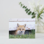 最も可愛い赤ん坊の動物 |レッドキツネキットのピーク ポストカード (スタンド正面)