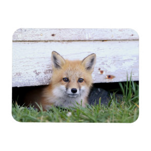 最も可愛い赤ん坊の動物 レッドキツネキットのピーク マグネット