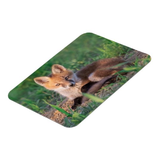 最も可愛い赤ん坊の動物 |レッドキツネキッリラックストの マグネット (左側)