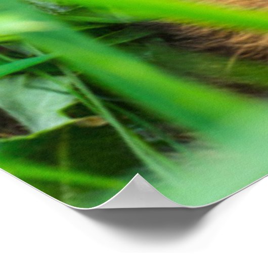 最も可愛い赤ん坊の動物 |ローディアベビー ポスター (角)