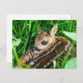 最も可愛い赤ん坊の動物 |ローディアベビー ポストカード (正面/裏面)