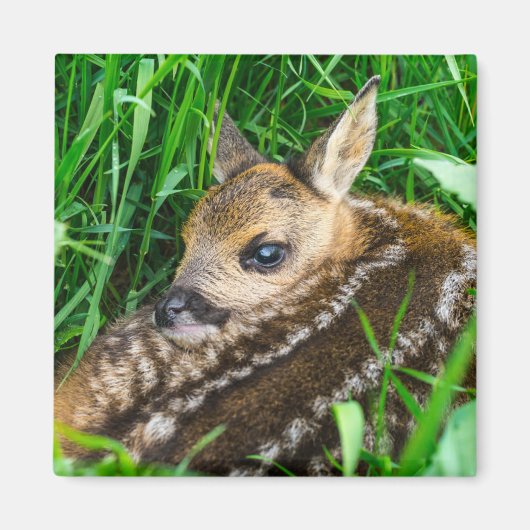 最も可愛い赤ん坊の動物 |ローディアベビー マグネット (正面)