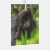 最も可愛い赤ん坊の動物 |乳児マウンテンゴリラ ガラスオーナメント (正面右)