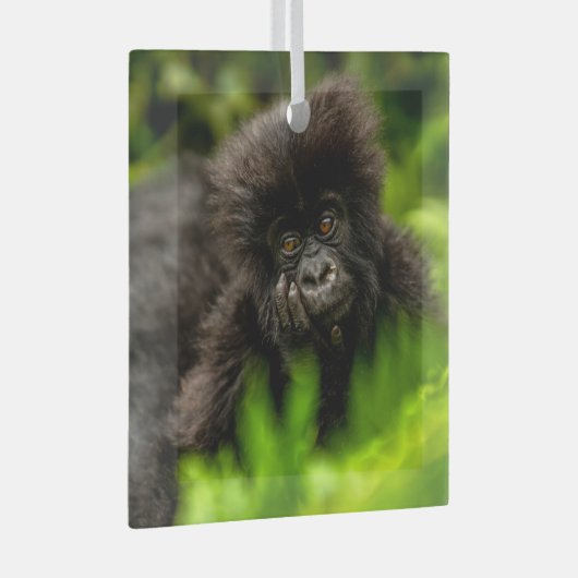 最も可愛い赤ん坊の動物 |乳児マウンテンゴリラ ガラスオーナメント (正面右)