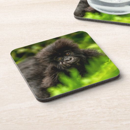 最も可愛い赤ん坊の動物 |乳児マウンテンゴリラ コースター (左側)