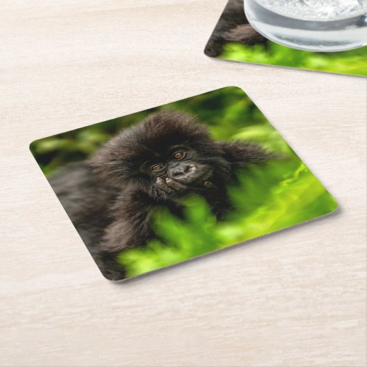 最も可愛い赤ん坊の動物 |乳児マウンテンゴリラ スクエアペーパーコースター (アングル)