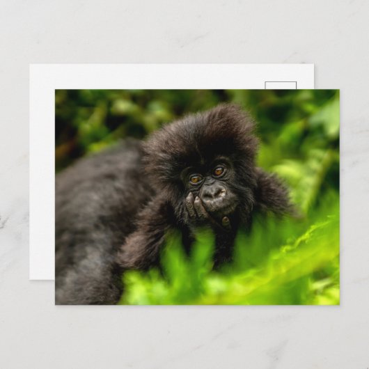 最も可愛い赤ん坊の動物 |乳児マウンテンゴリラ ポストカード (正面/裏面)