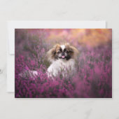 最も可愛い赤ん坊の動物 |北京の子犬 サンキューカード (正面)