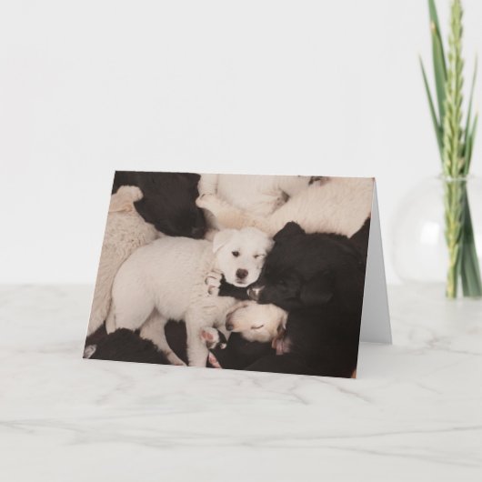 最も可愛い赤ん坊の動物 |子犬の山 カード (正面)