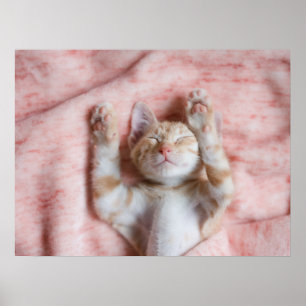 最も可愛い赤ん坊の動物 小さなオレンジのストライプの子猫 ポスター