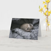 最も可愛い赤ん坊の動物 |小さな子猫が寝ている カード (黄色い花)