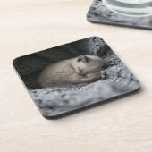 最も可愛い赤ん坊の動物 |小さな子猫が寝ている コースター (左側)